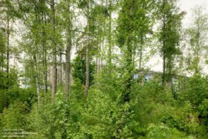 lakehouse-wendelstrand-snohetta_2 (5)