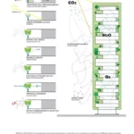 برج‌های جنگل عمودی Bosco Verticale